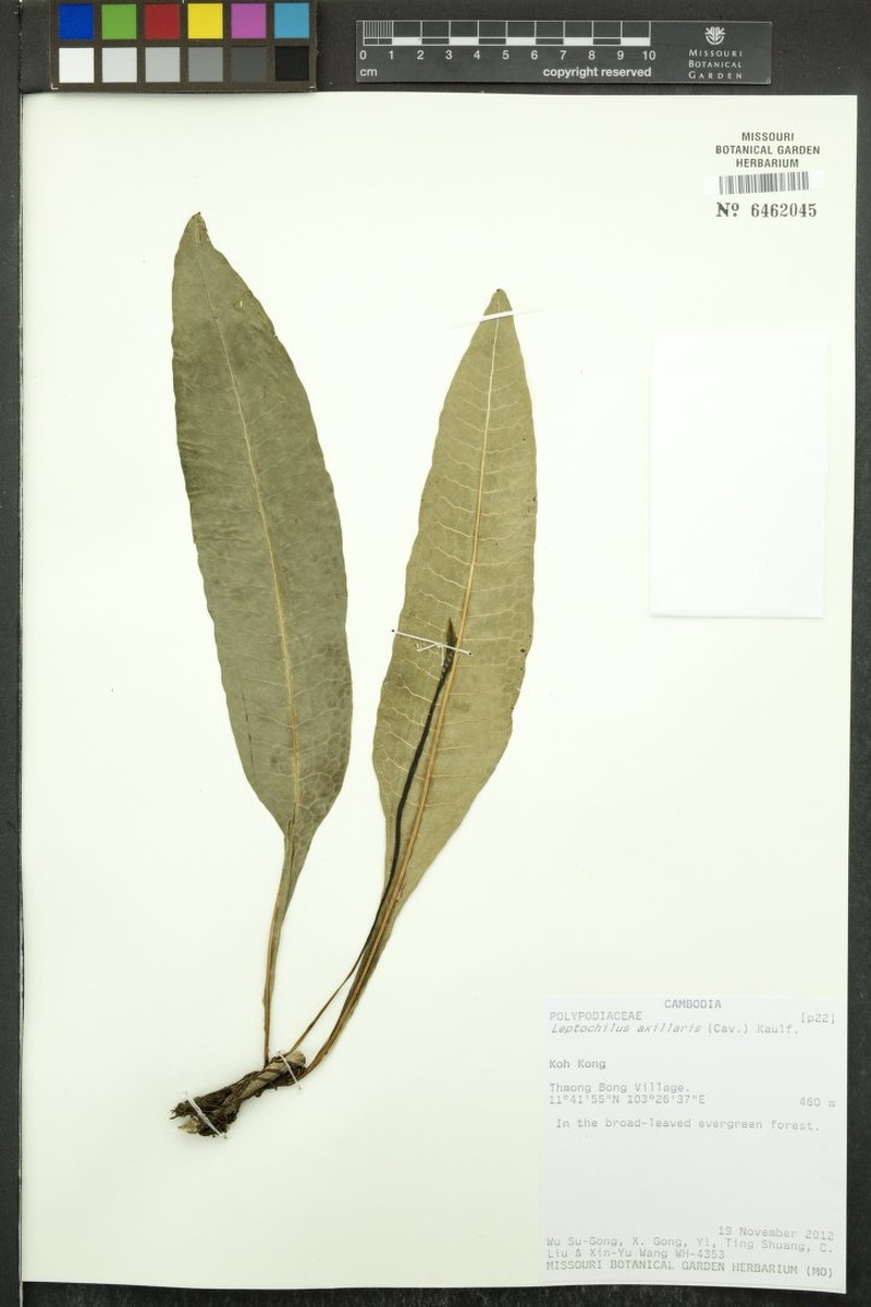 Leptochilus axillaris photo 3