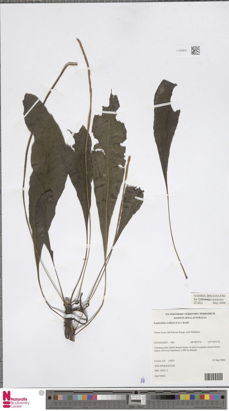 Leptochilus axillaris photo 4