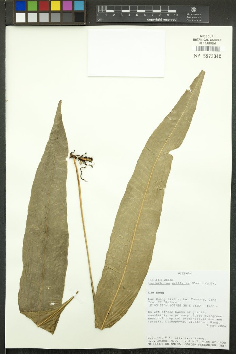 Leptochilus axillaris photo 5