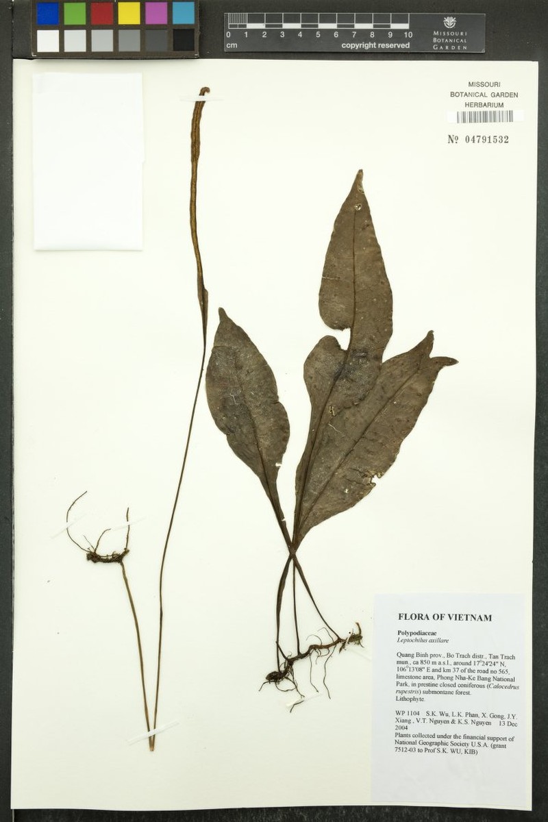 Leptochilus axillaris photo 6