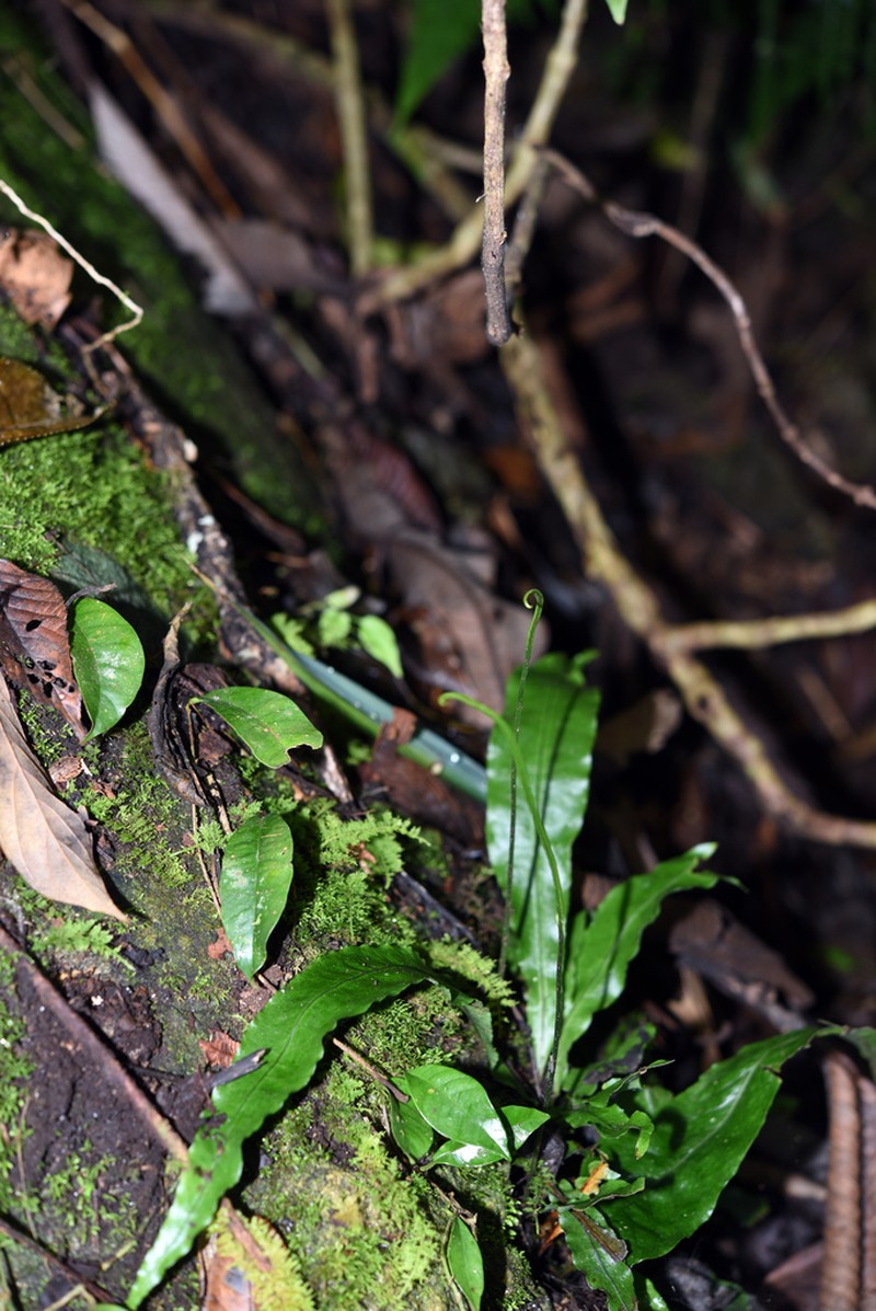 Leptochilus brevipes