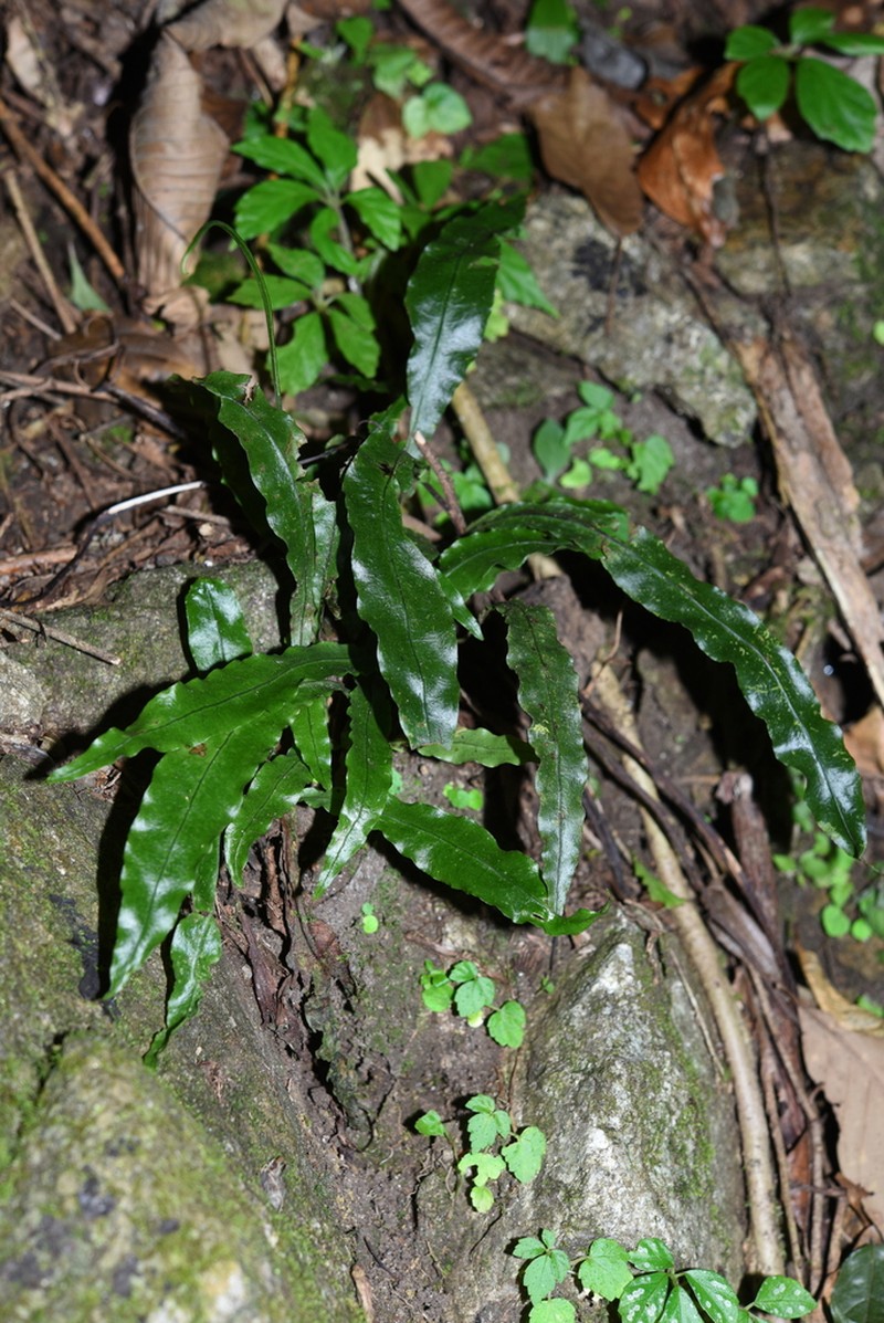 Leptochilus brevipes photo 2