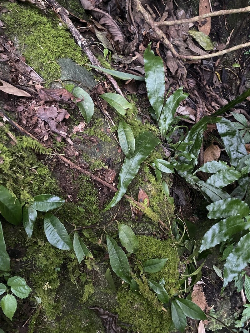 Leptochilus brevipes photo 3