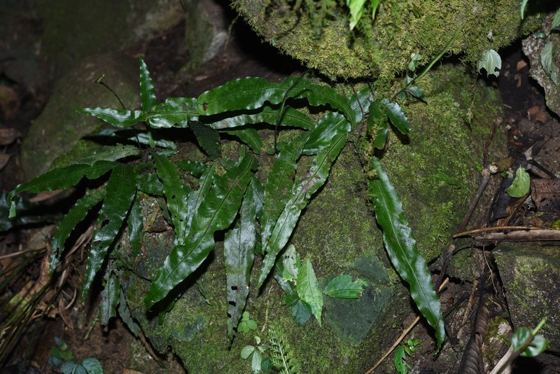 Leptochilus brevipes photo 4