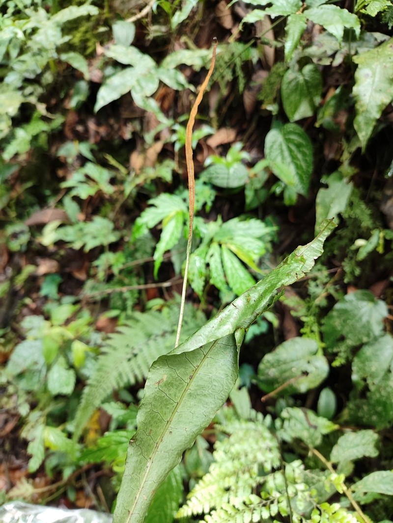Leptochilus brevipes photo 5