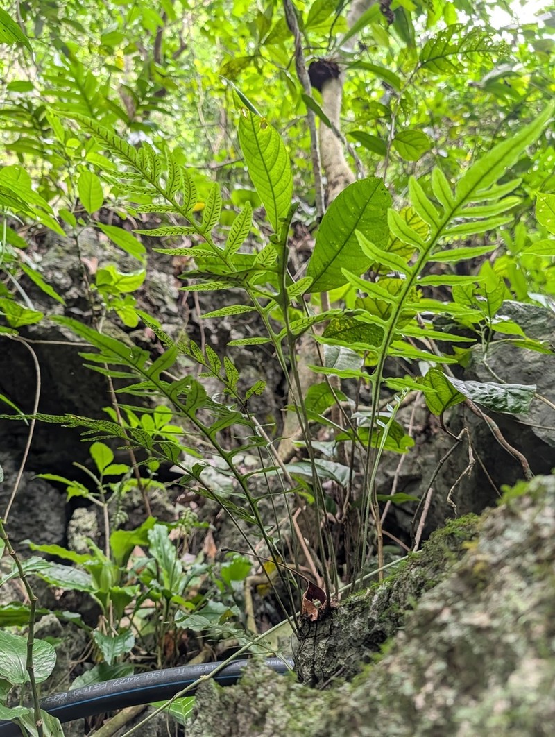 Leptochilus chilangensis