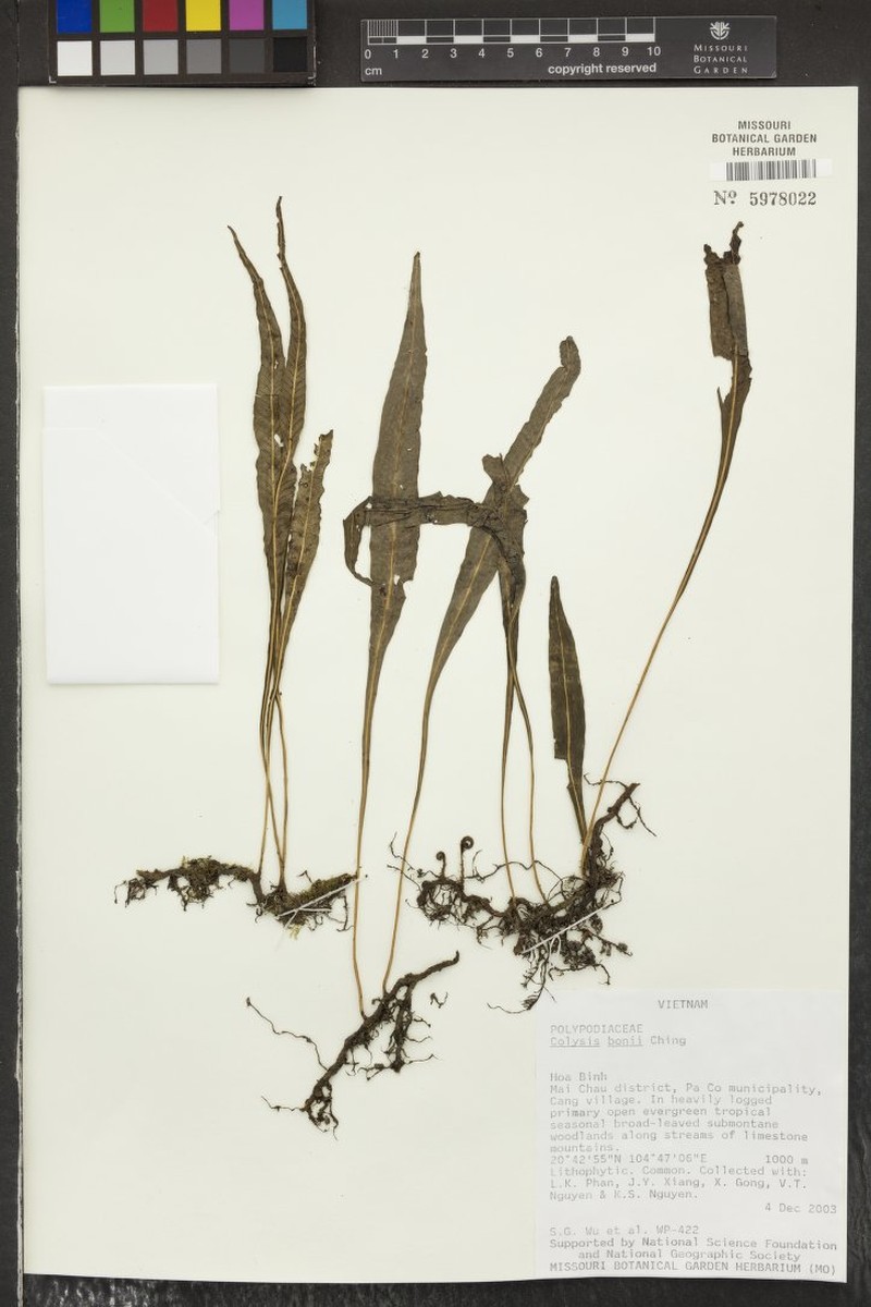 Leptochilus chingii photo 2
