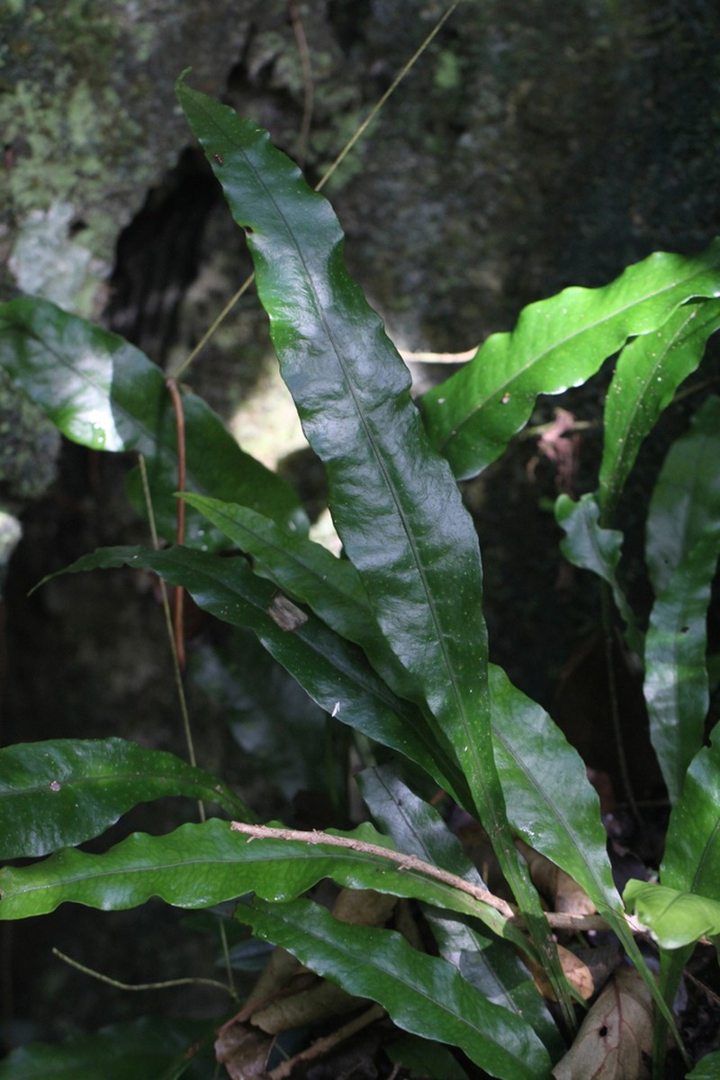 Leptochilus decurrens