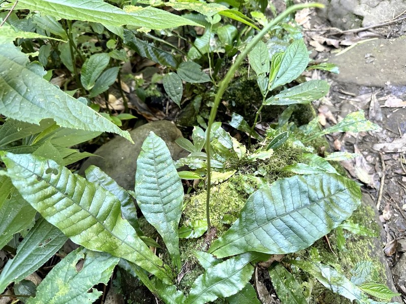 Leptochilus decurrens photo 2