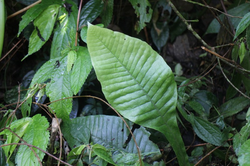 Leptochilus decurrens photo 3