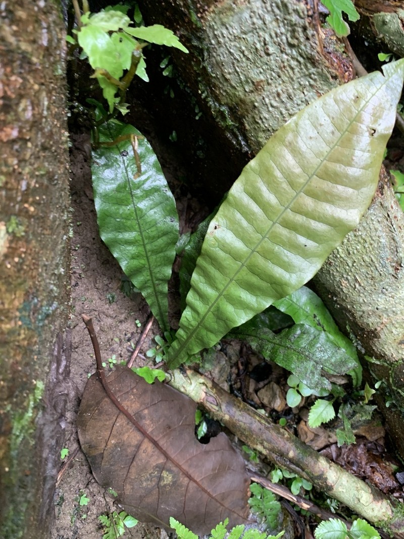 Leptochilus decurrens photo 4