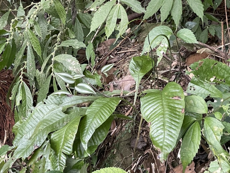 Leptochilus decurrens photo 5