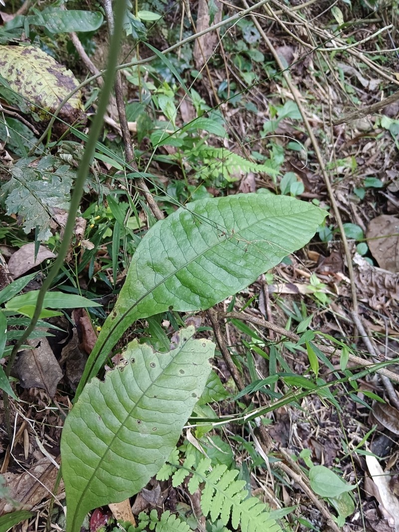 Leptochilus decurrens photo 6