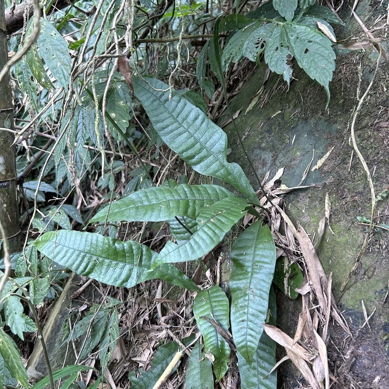 Leptochilus decurrens photo 7