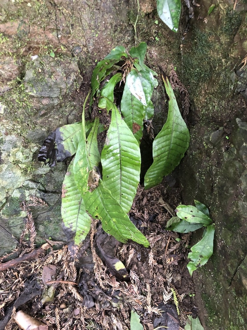 Leptochilus decurrens photo 8