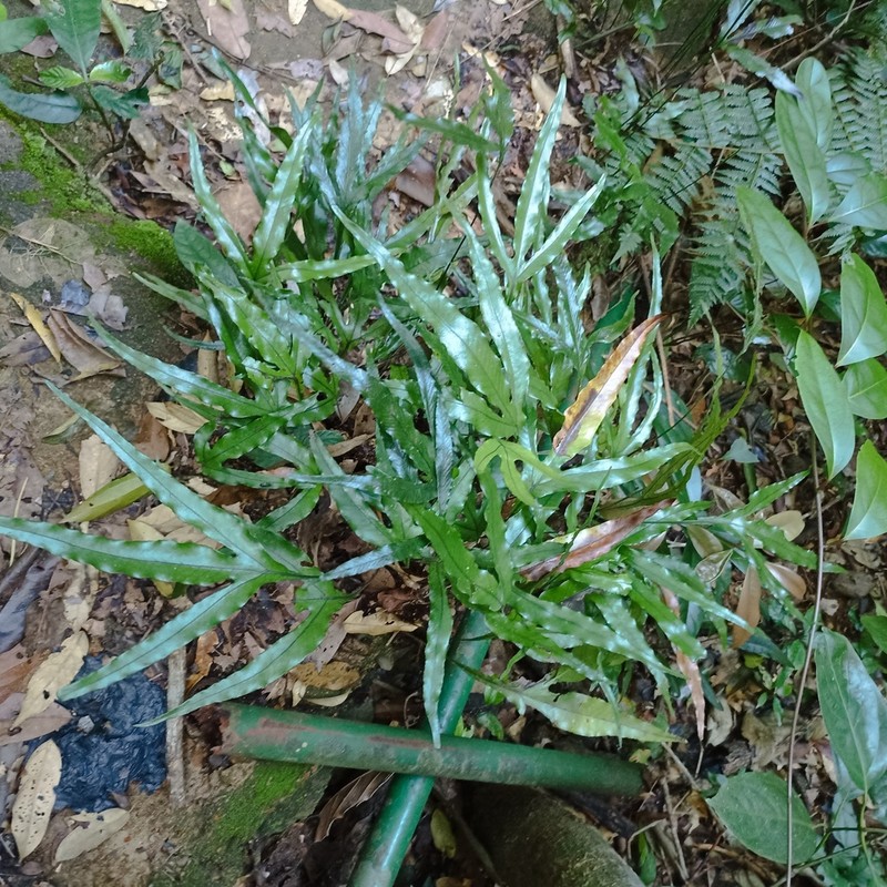Leptochilus digitatus photo 4