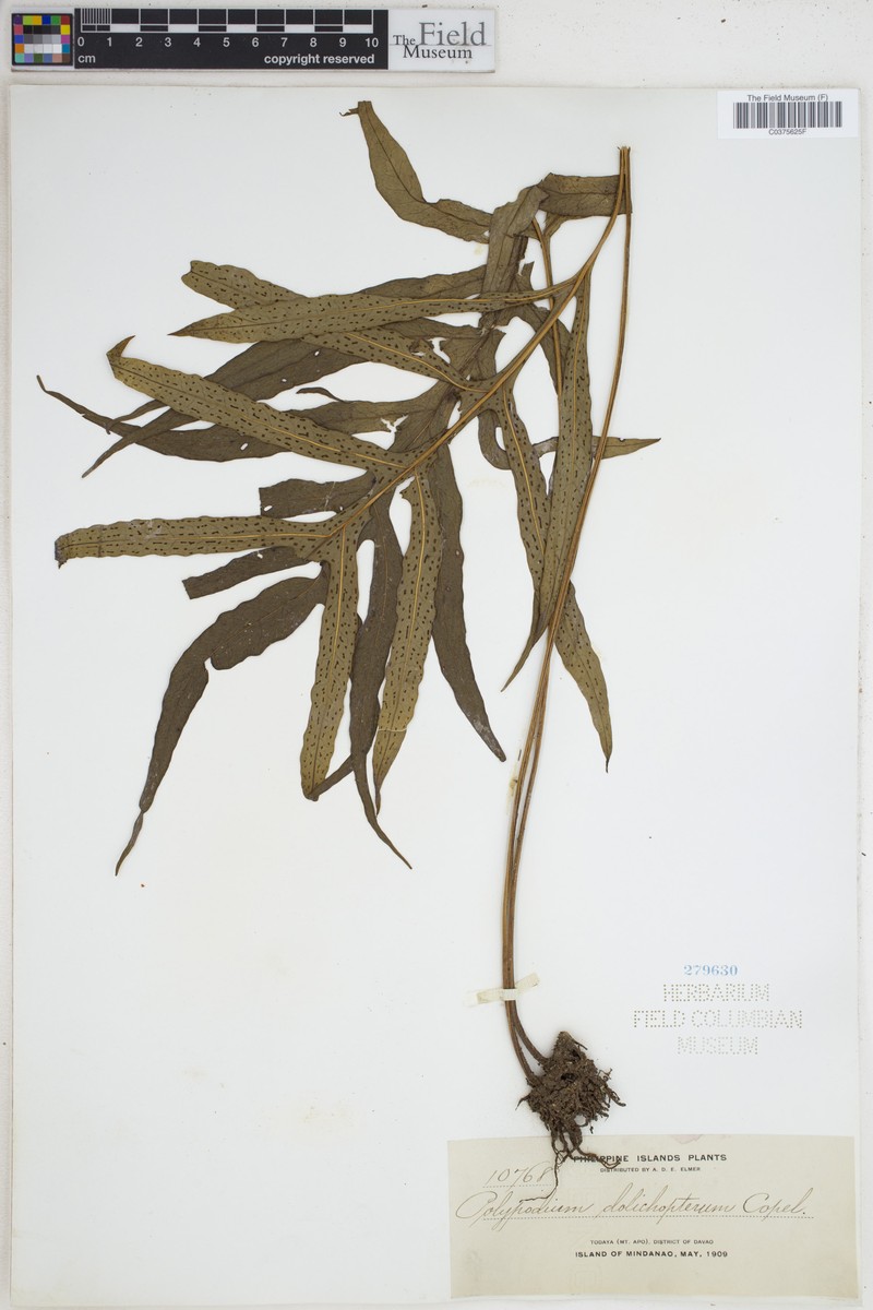 Leptochilus dolichopterus