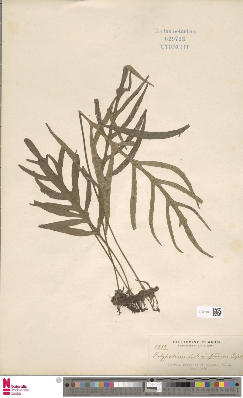 Leptochilus dolichopterus photo 2
