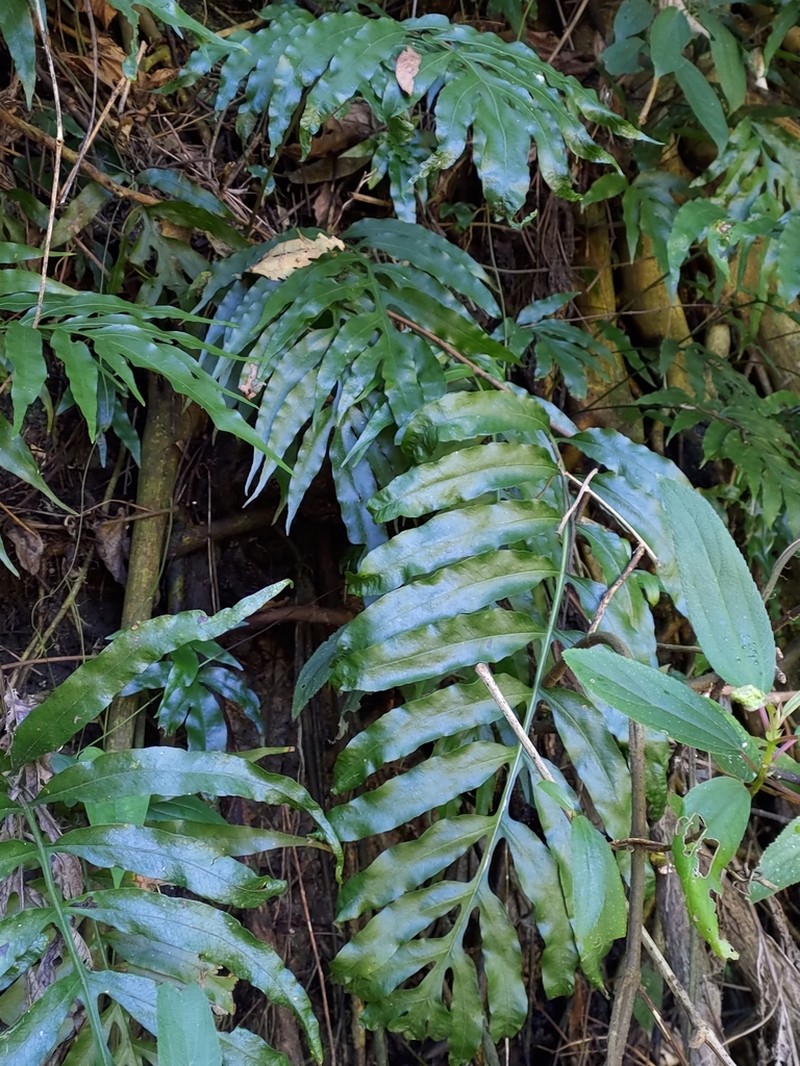 Leptochilus ellipticus