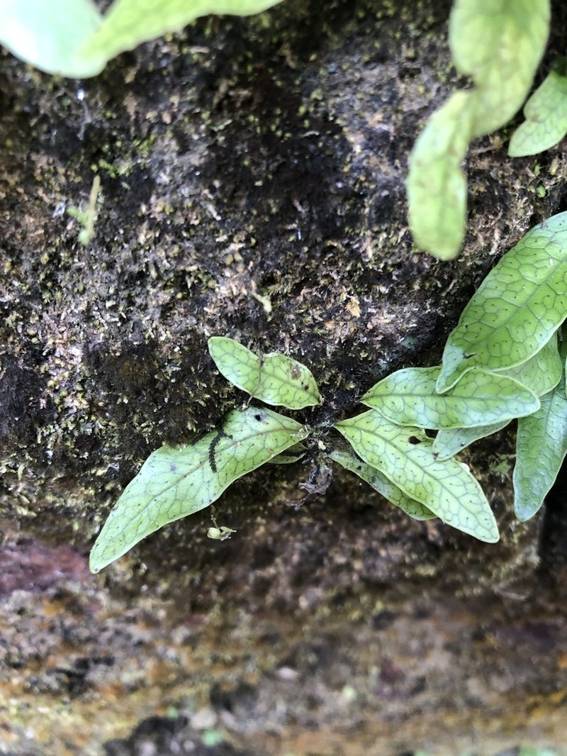 Leptochilus ellipticus photo 2