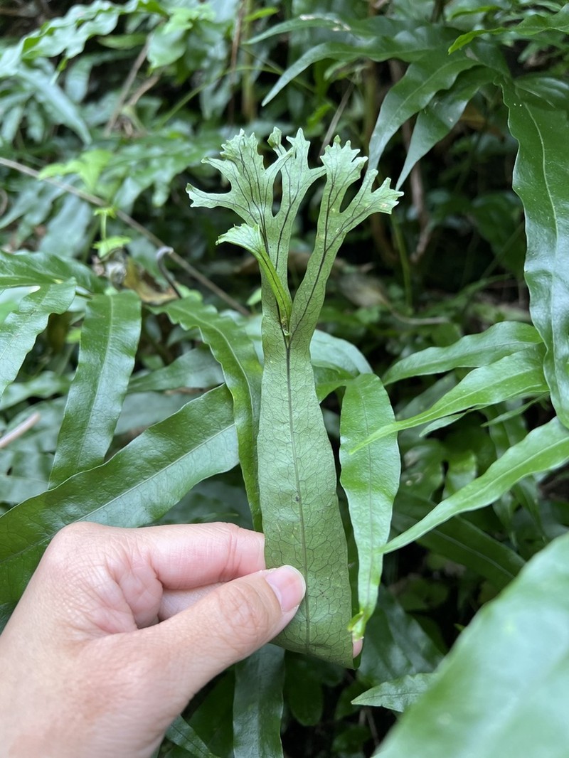 Leptochilus ellipticus photo 3
