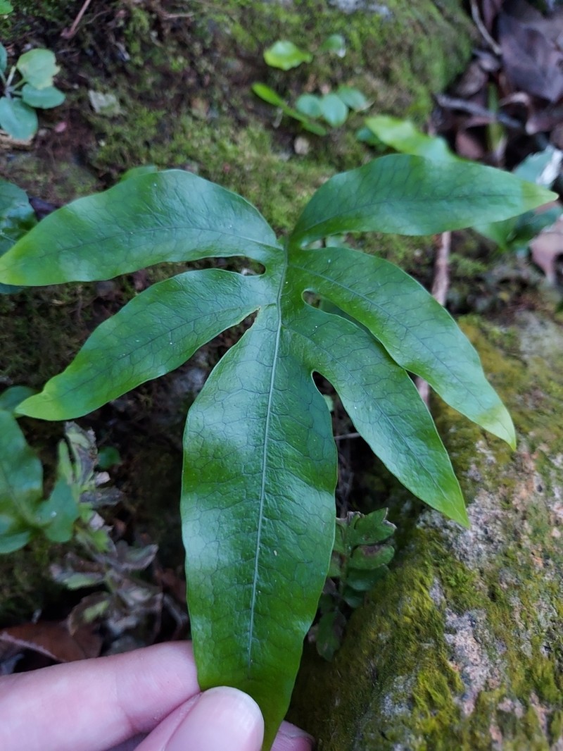 Leptochilus ellipticus photo 4