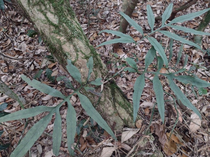 Leptochilus ellipticus photo 5