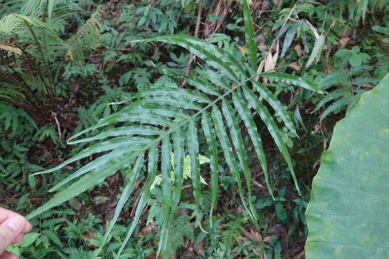 Leptochilus ellipticus photo 8
