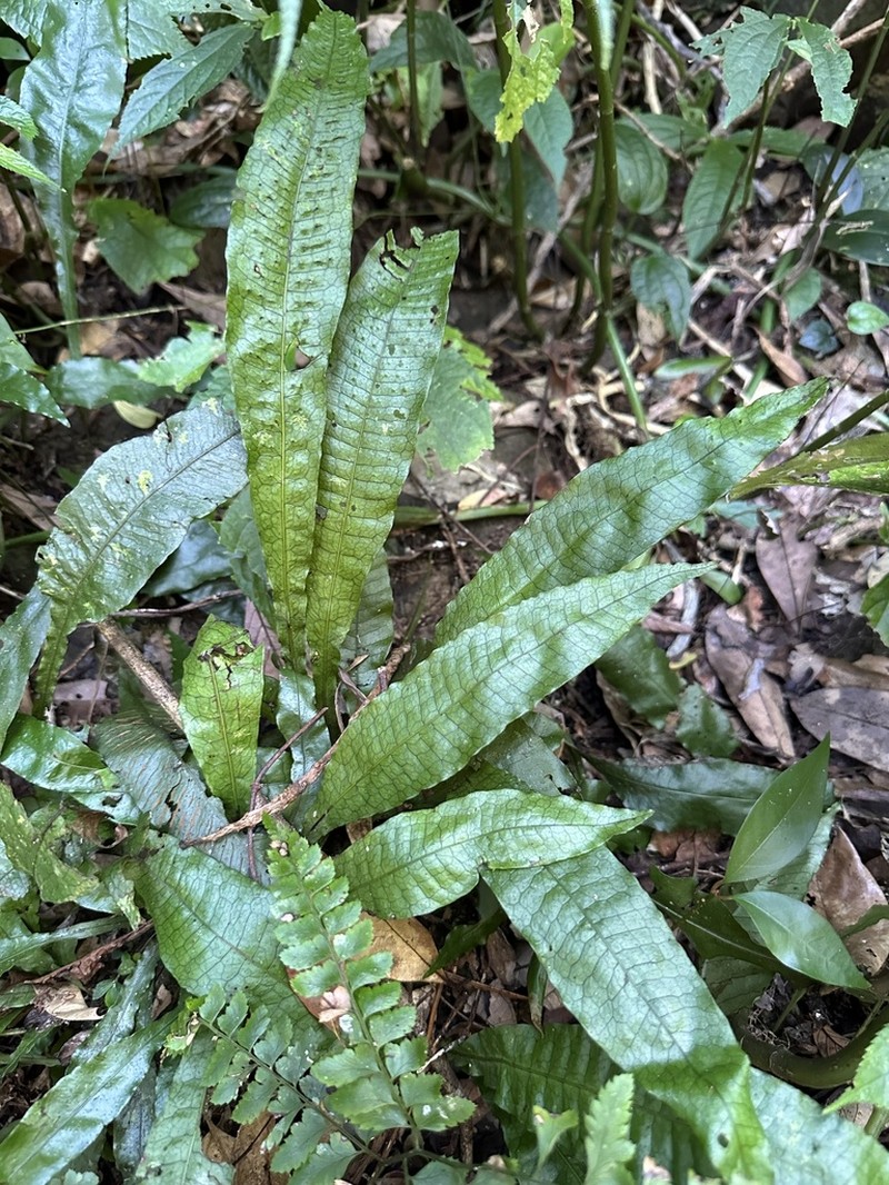Leptochilus hemionitideus