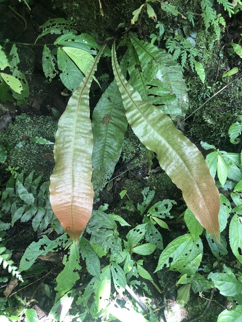 Leptochilus hemionitideus photo 2