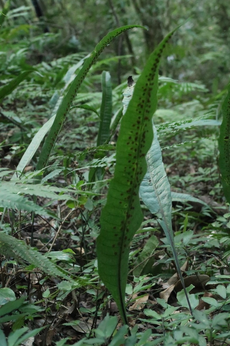 Leptochilus hemionitideus photo 3
