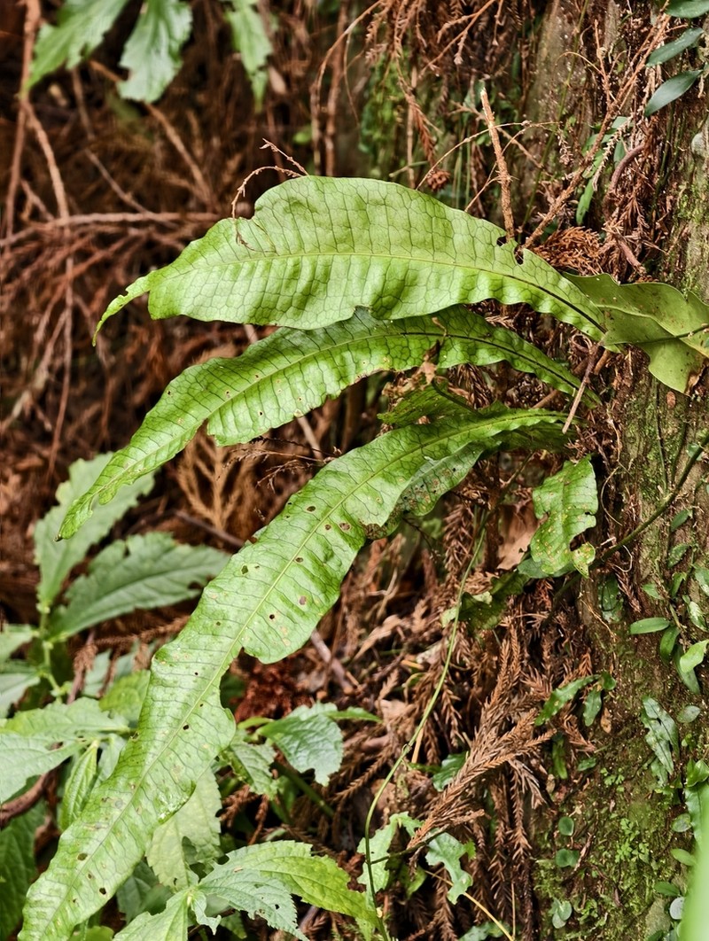 Leptochilus hemionitideus photo 4