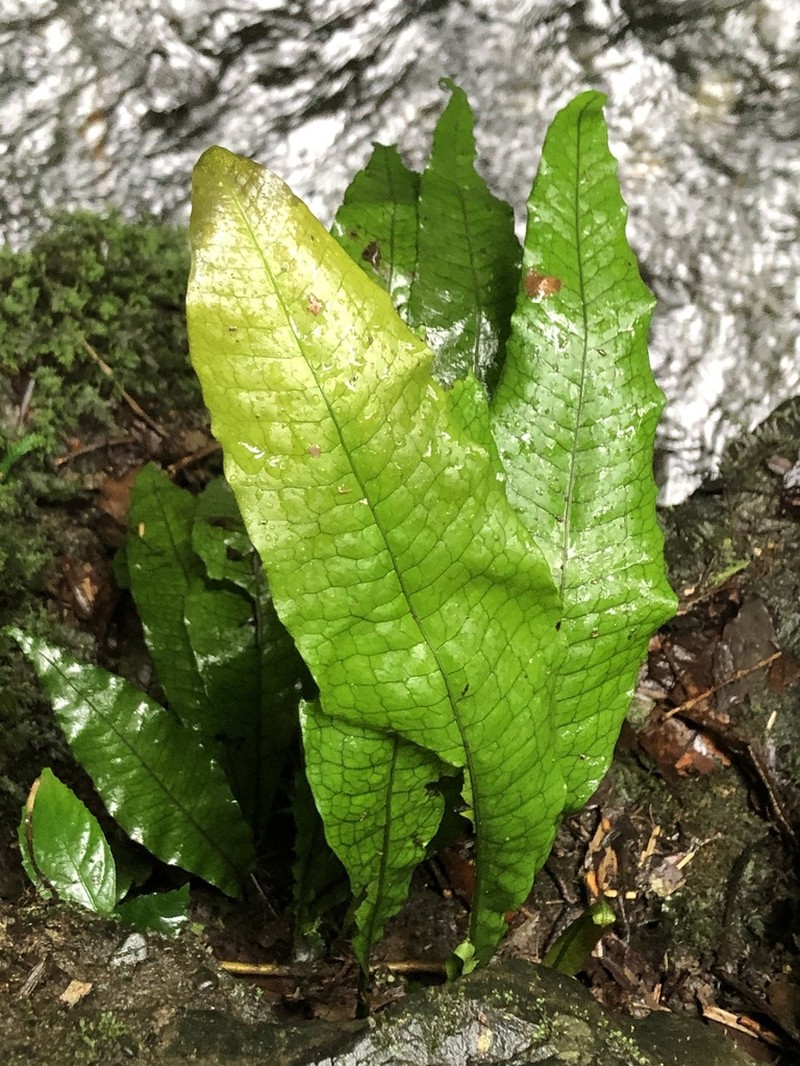 Leptochilus hemionitideus photo 5