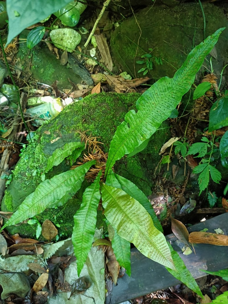 Leptochilus hemionitideus photo 6