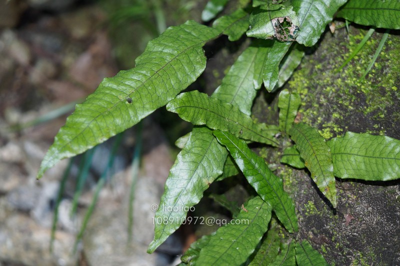 Leptochilus hemionitideus photo 7