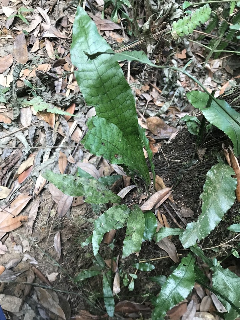 Leptochilus hemionitideus photo 8