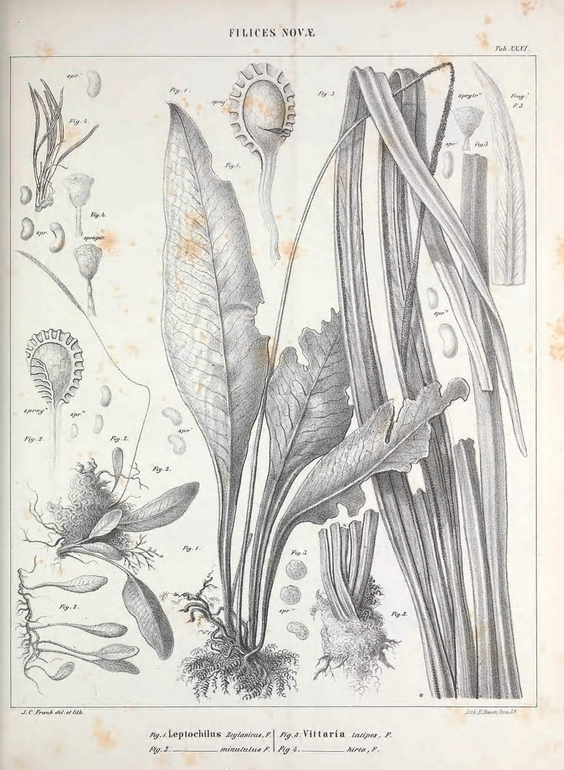 Leptochilus lanceolatus