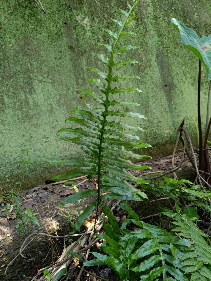Leptochilus longissimus