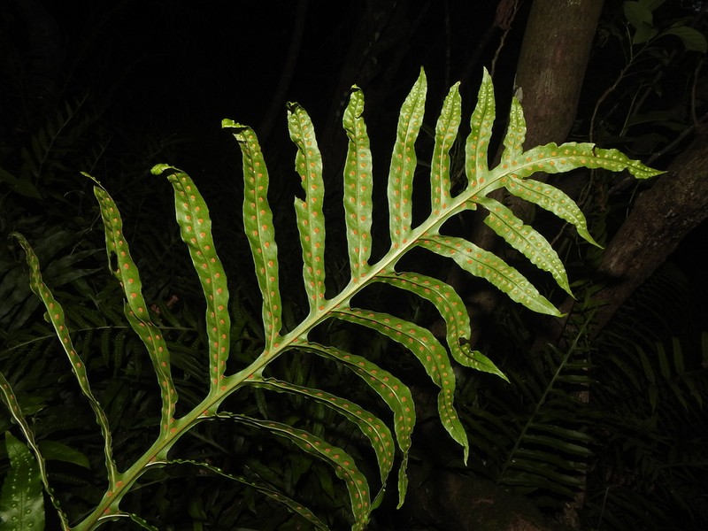 Leptochilus longissimus photo 2