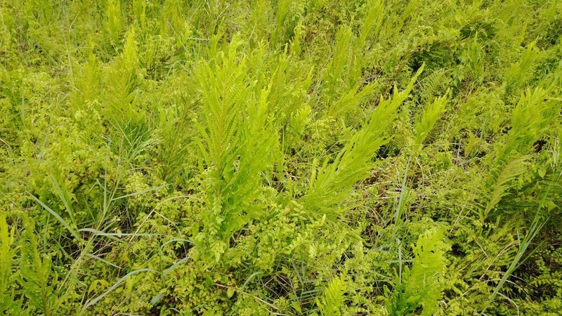 Leptochilus longissimus photo 3