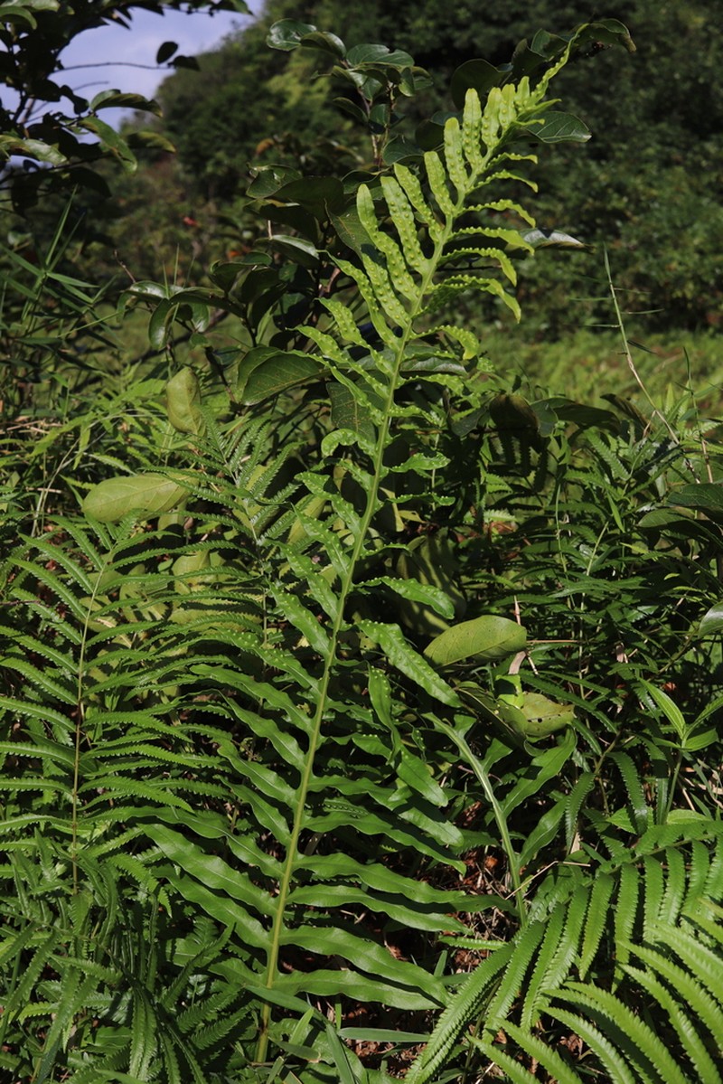 Leptochilus longissimus photo 4