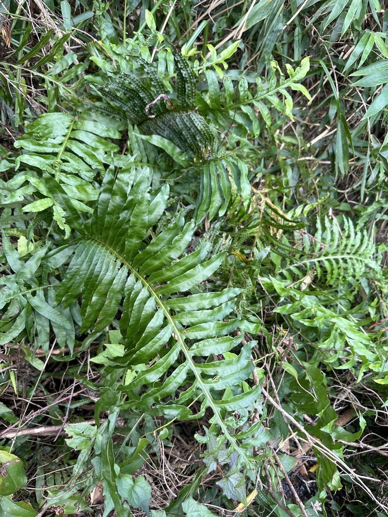 Leptochilus longissimus photo 5