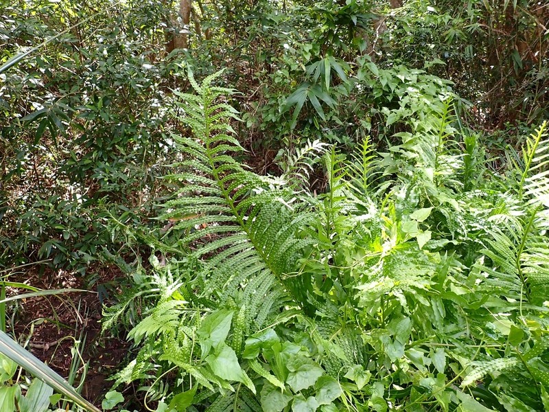 Leptochilus longissimus photo 6