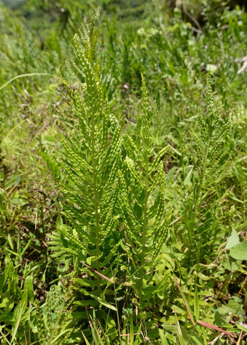 Leptochilus longissimus photo 7
