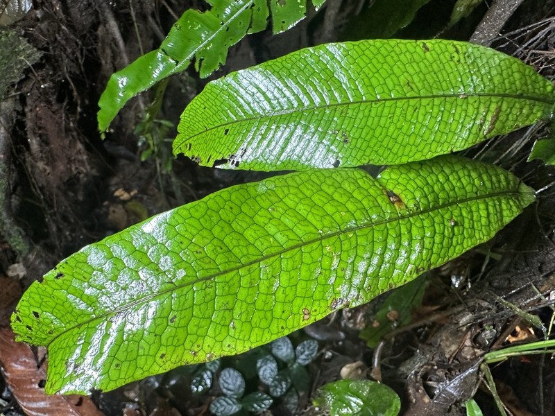 Leptochilus macrophyllus