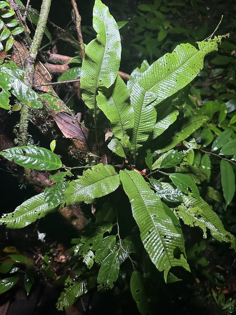 Leptochilus macrophyllus photo 2