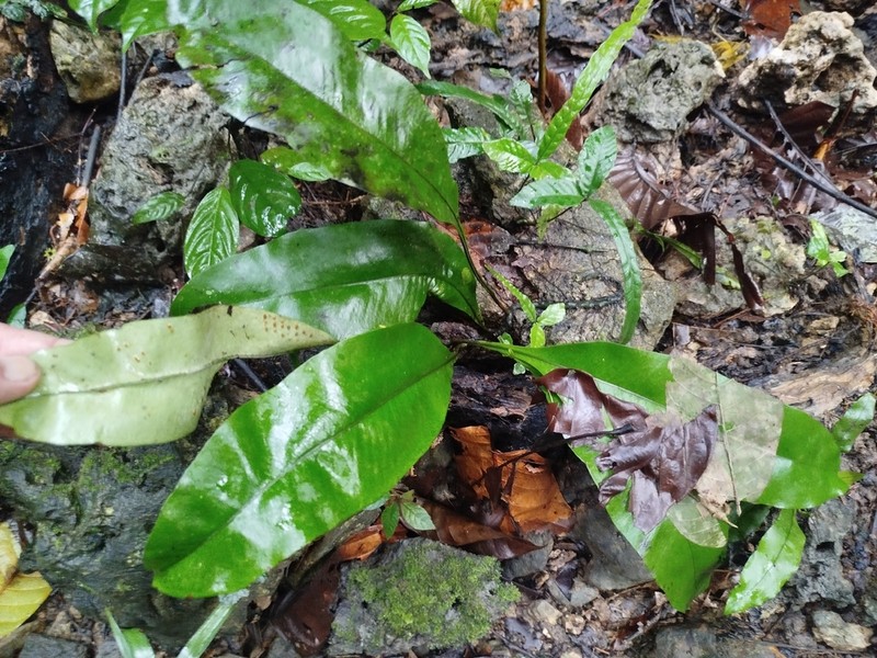 Leptochilus macrophyllus photo 3