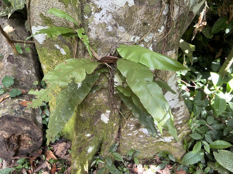 Leptochilus macrophyllus photo 4
