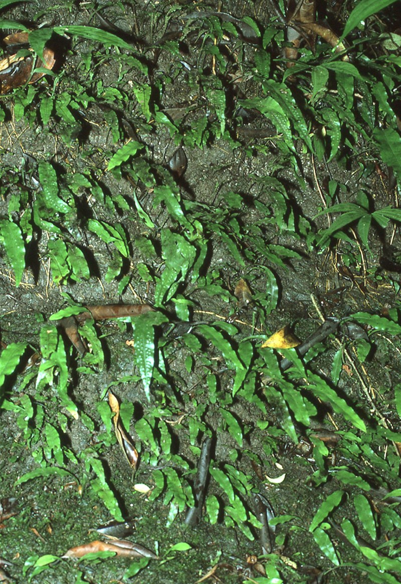 Leptochilus macrophyllus photo 5