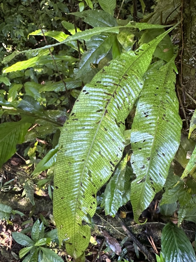 Leptochilus macrophyllus photo 6